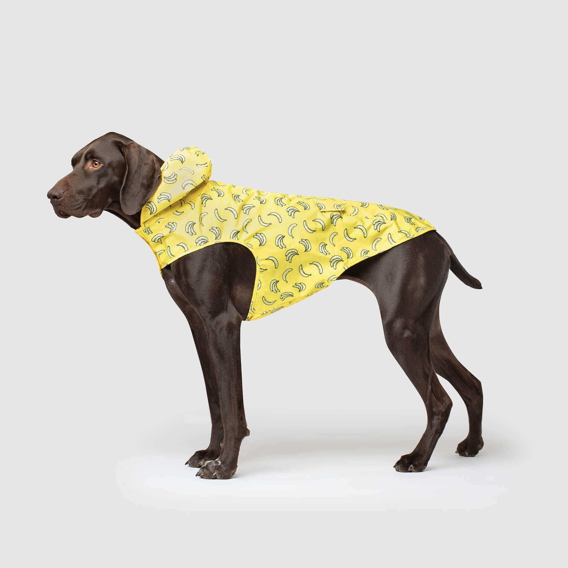 CANADA POOCH | Pick Me Poncho in Bananas - Image 3