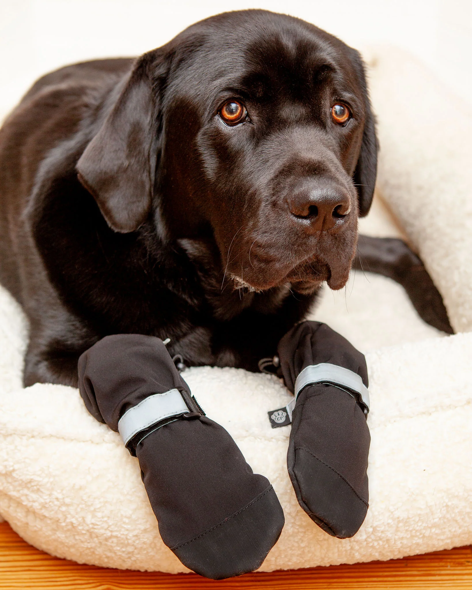 Soft Shield Dog Boots in Black - Image 2