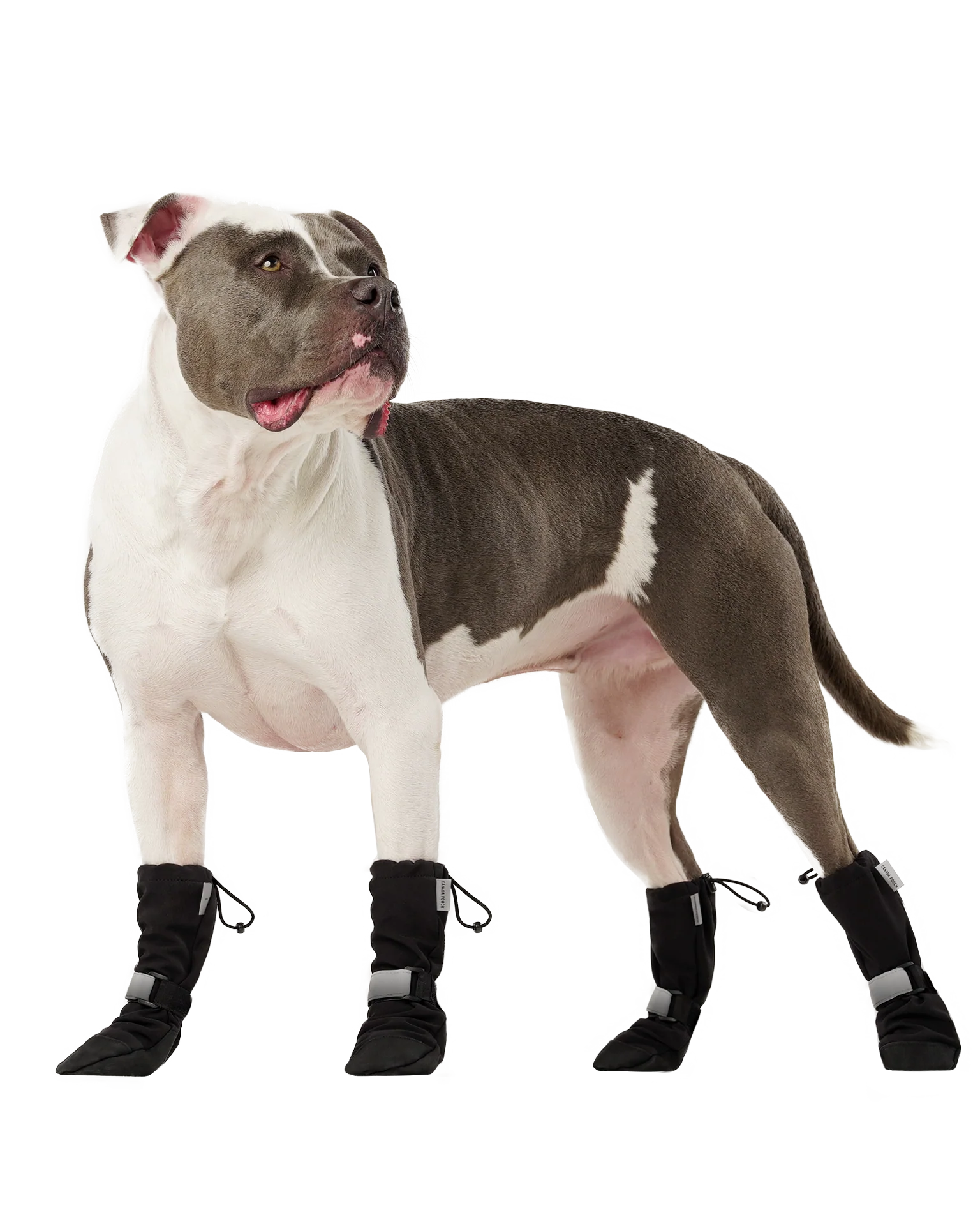 Soft Shield Dog Boots in Black - Image 5