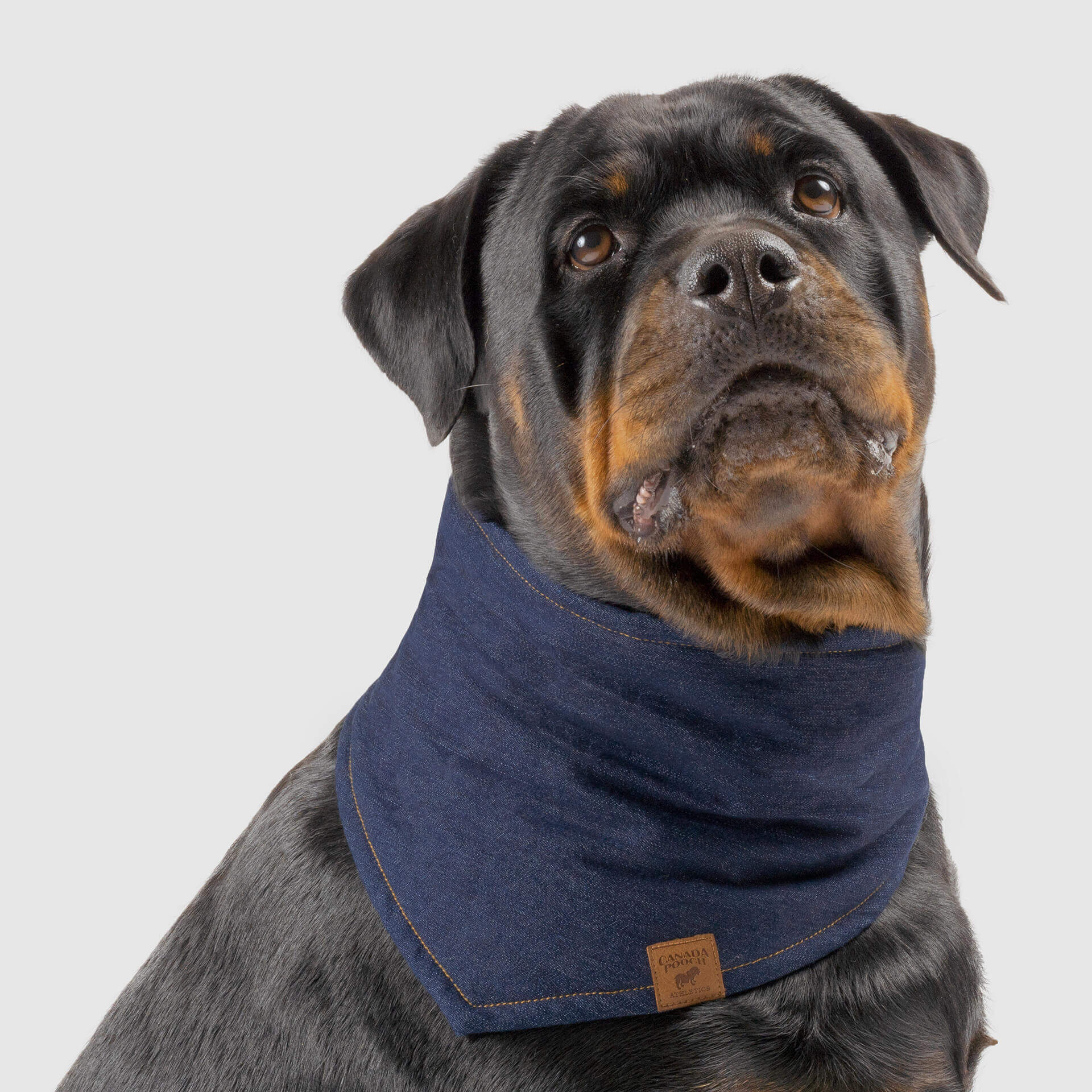 CANADA POOCH | The Worker Bandana - Image 2