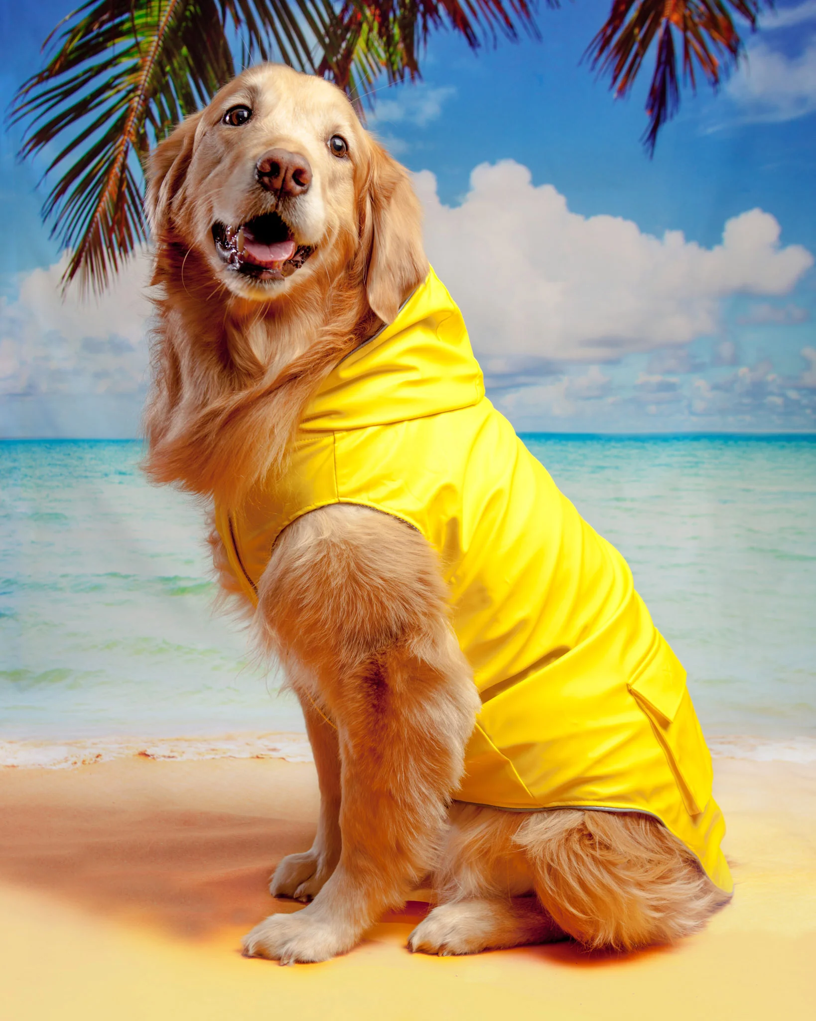 Torrential Tracker Dog Raincoat in Yellow (FINAL SALE) - Image 2