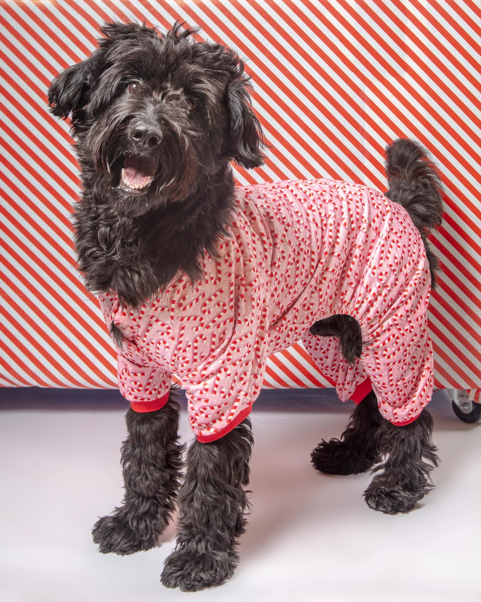 Candy Cane Dog Pajamas (FINAL SALE)
