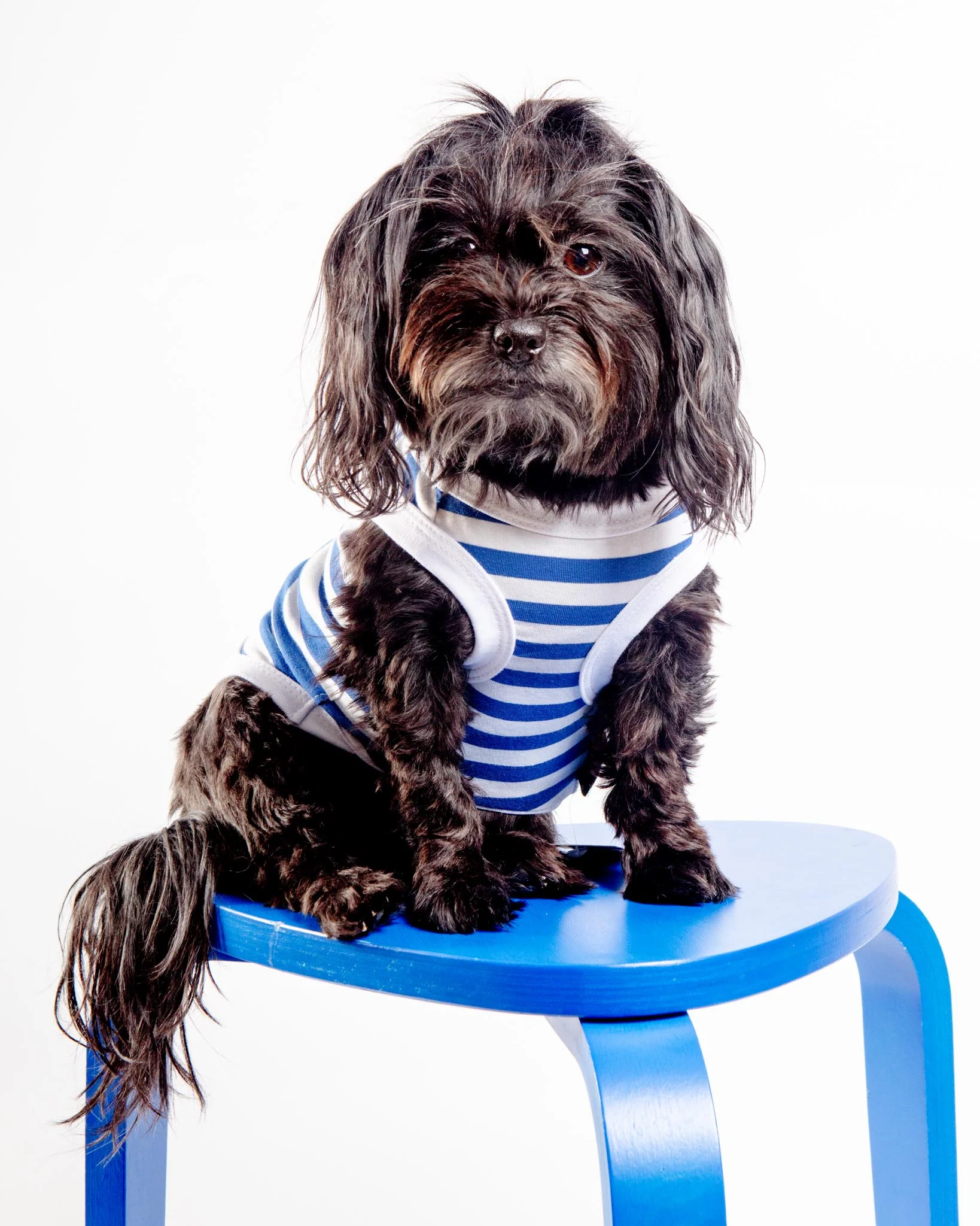 Captain Dog Tank Top in Blue & White Stripe (FINAL SALE) - Image 2