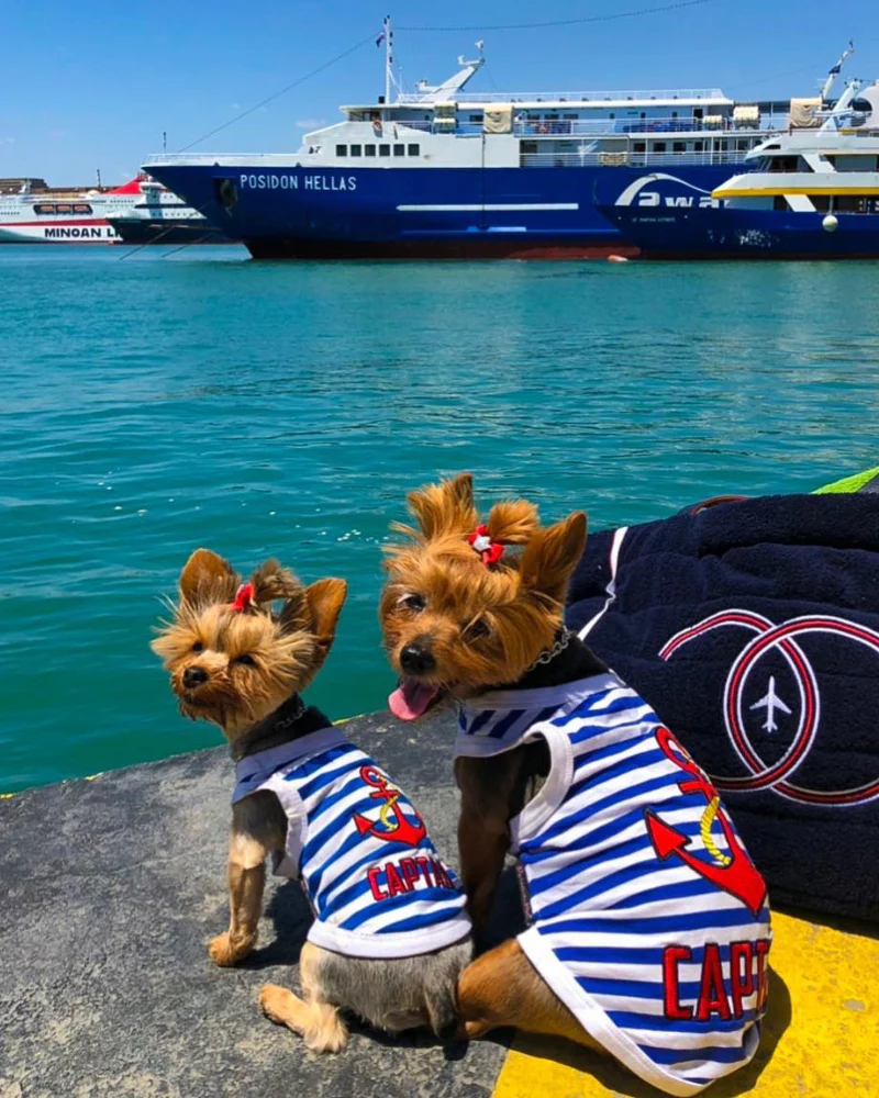 Captain Dog Tank Top in Blue & White Stripe (FINAL SALE) - Image 7