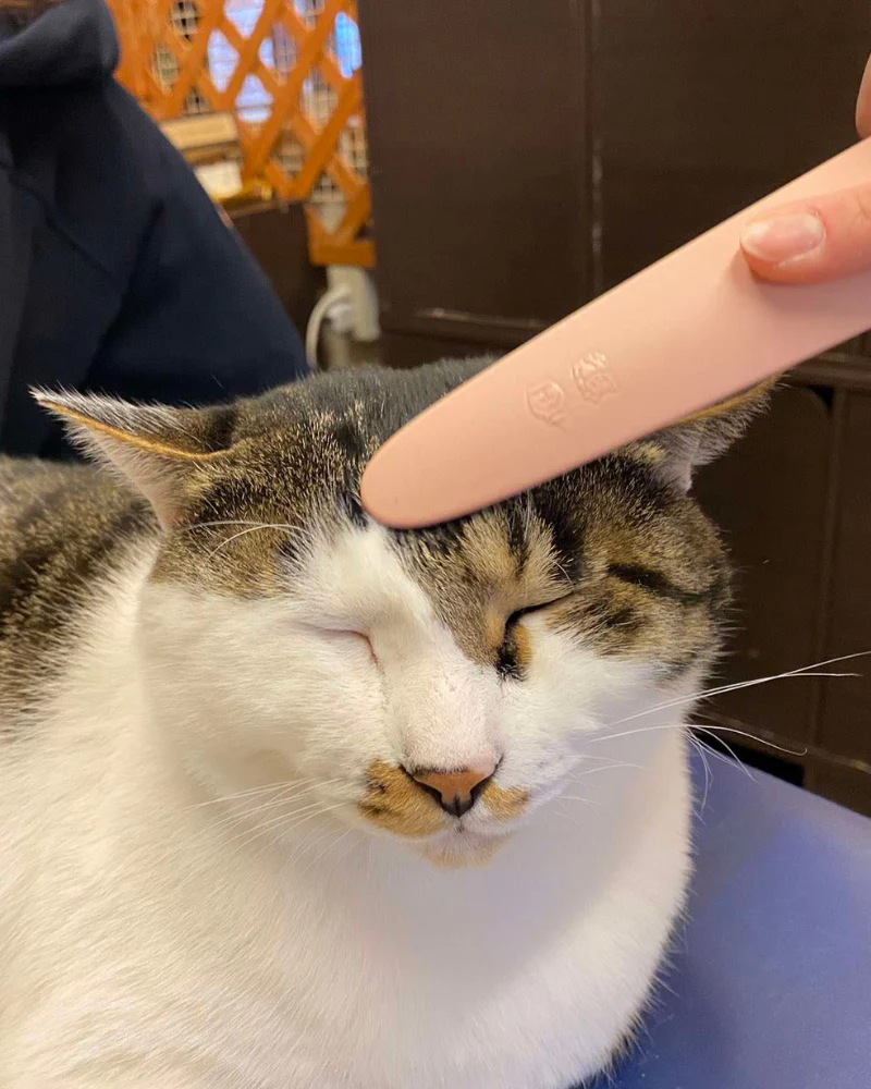 Japanese Cat Tongue Groomer Brush - Image 2