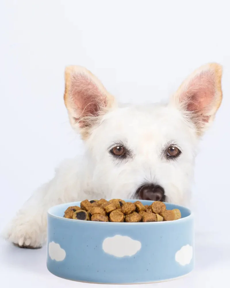 Ceramic Cloud Dog Bowl Set (Made in Portugal) - Image 2