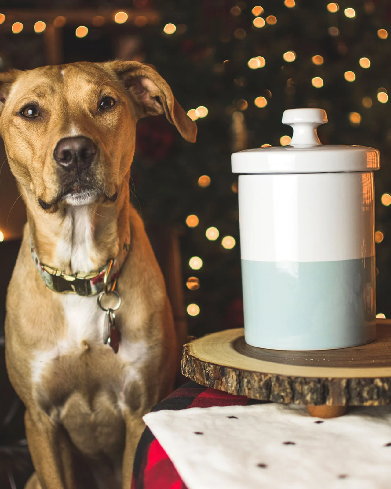 Ceramic Dog Treat Jar Dipped Color in Cloud - Image 3