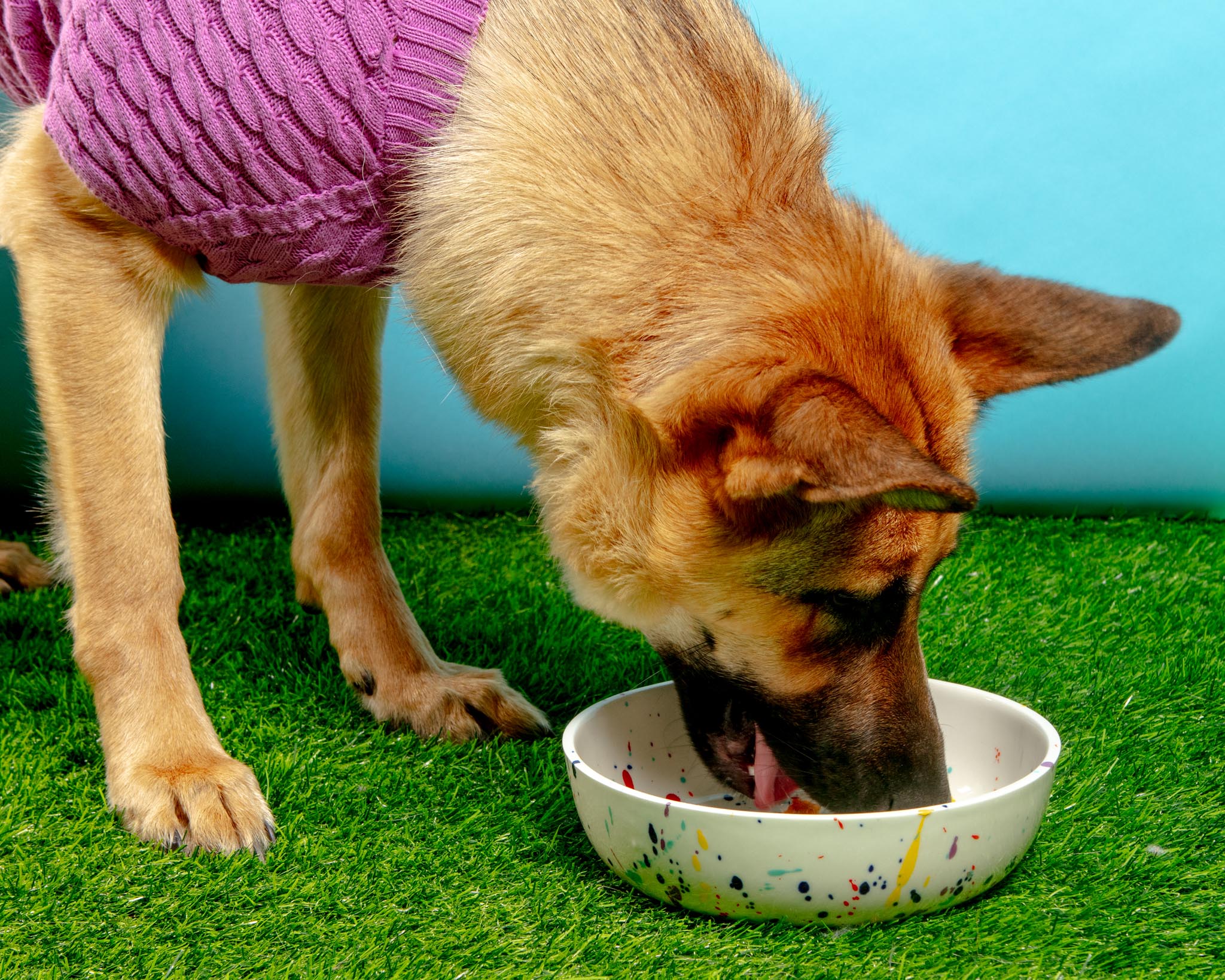 Ceramic Pet Bowl in Confetti (Made in the USA) - Image 5