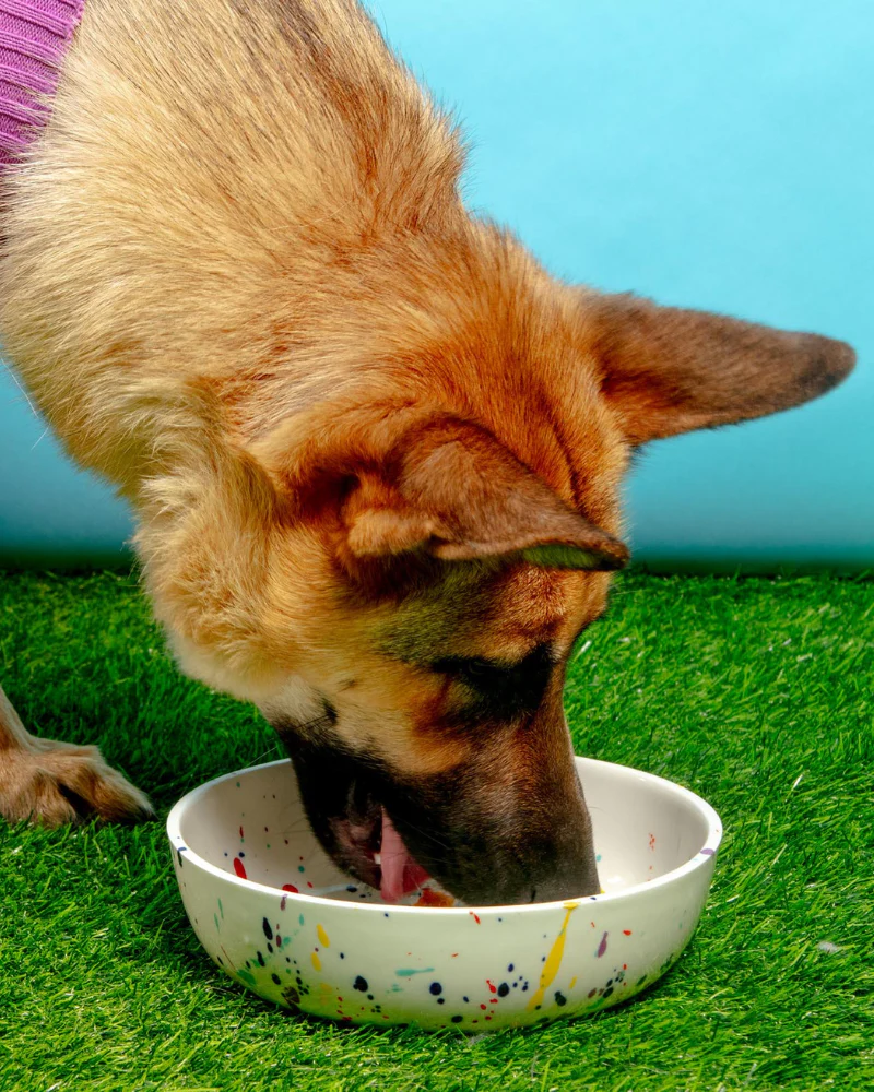 Ceramic Pet Bowl in Confetti (Made in the USA) - Image 6