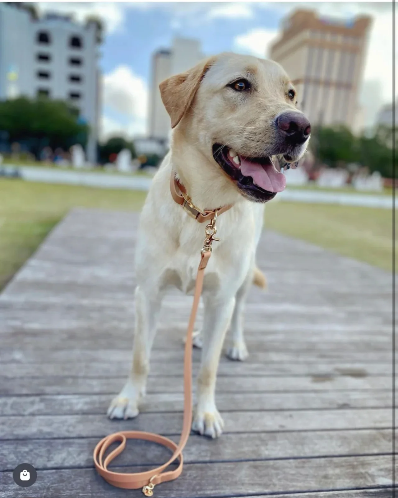 Chai Brown Cloud Lite Dog Harness - Image 3
