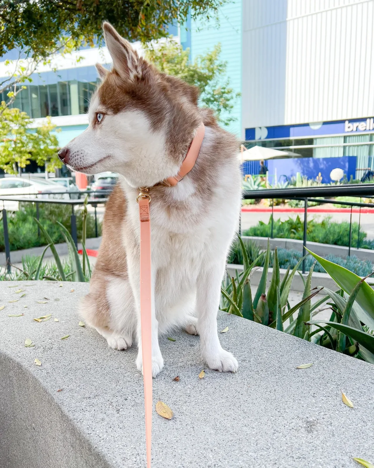 Chai Brown Cloud Lite Dog Harness - Image 5