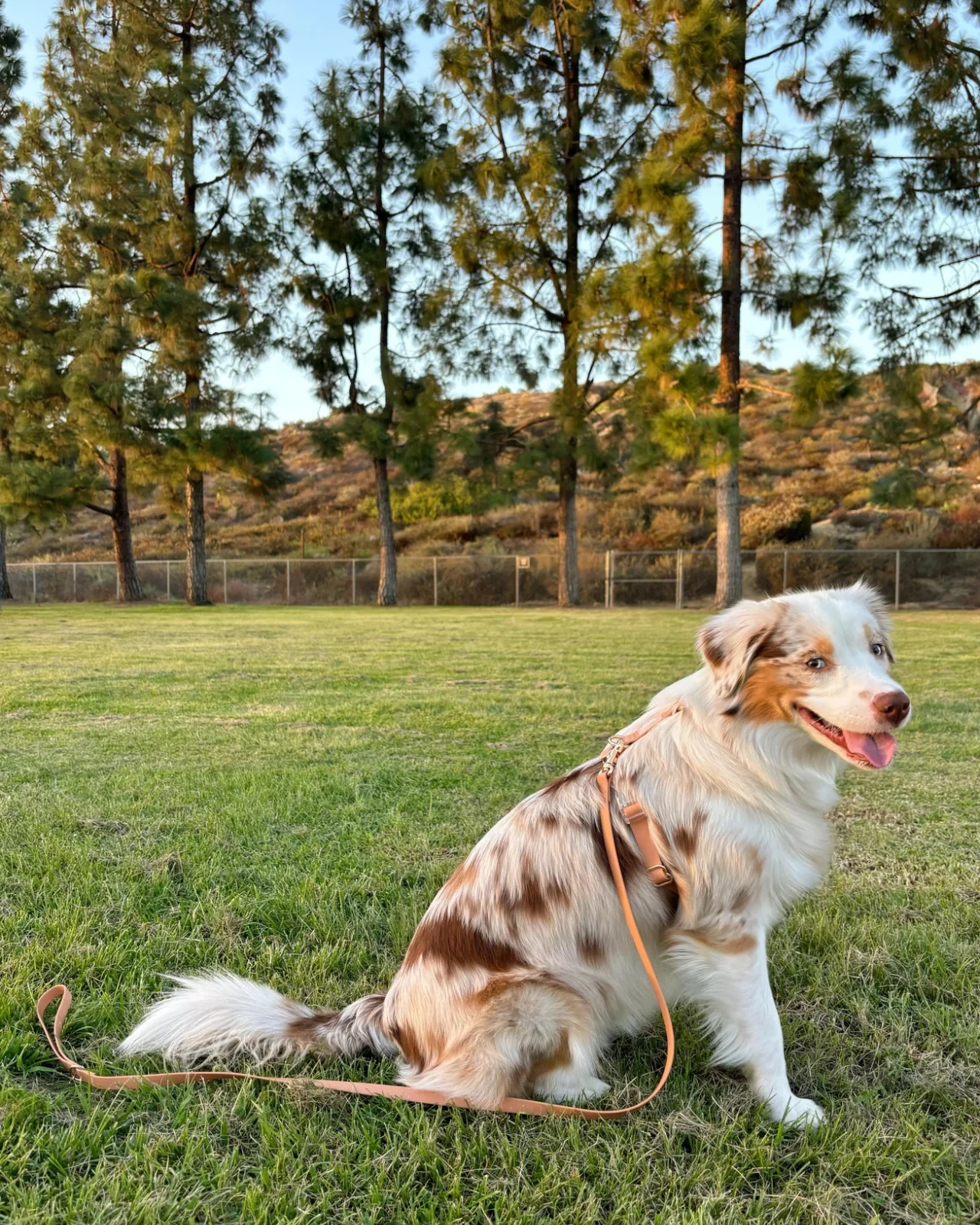 Chai Brown Cloud Lite Dog Harness - Image 6