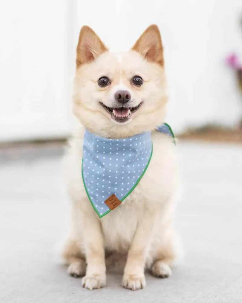 Chambray Dots Dog Bandana - Image 4