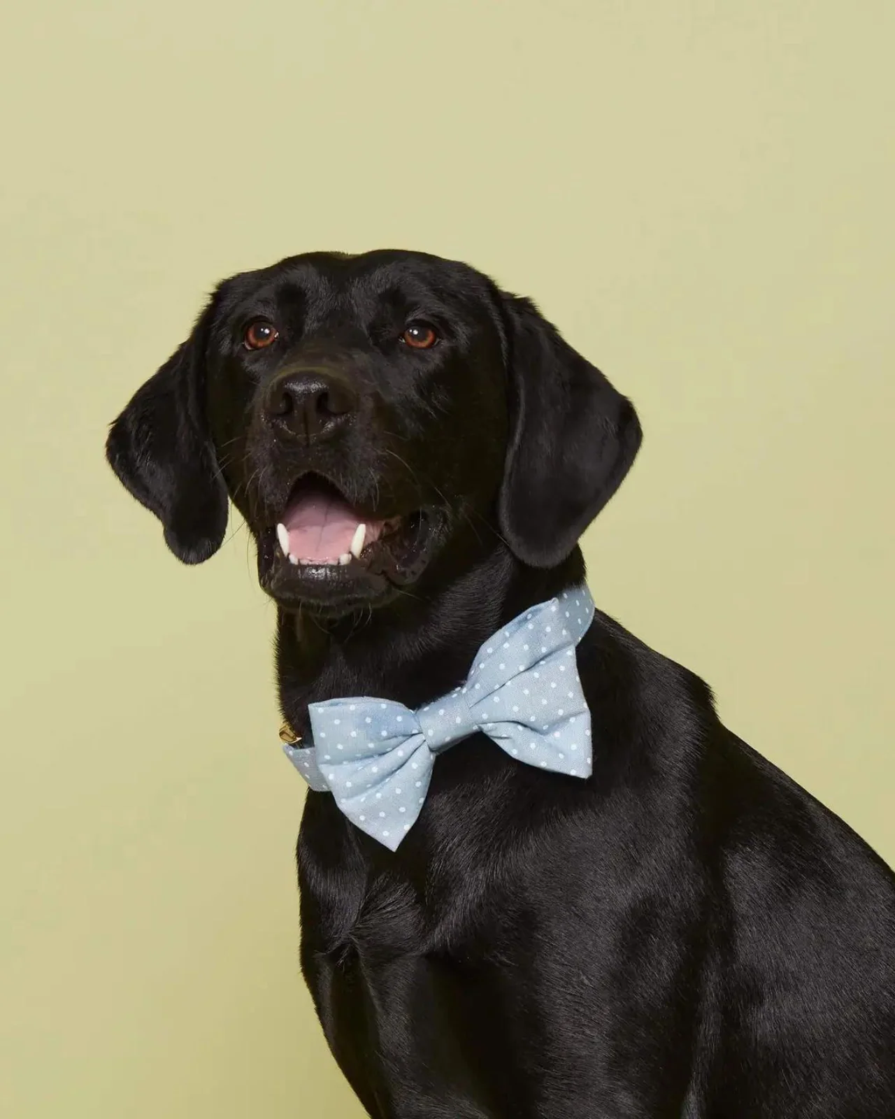 Chambray Dots Dog Bow Tie (Made in the USA) (FINAL SALE) - Image 4