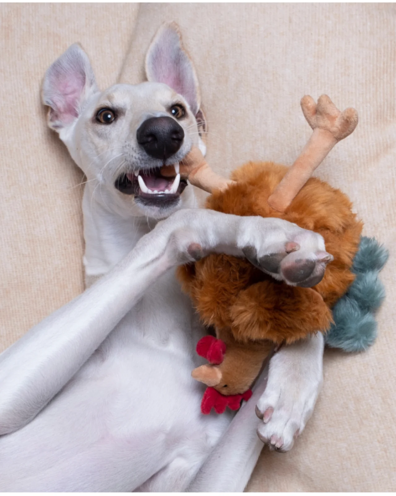 Chandler Chicken Squeaky Plush Dog Toy - Image 4