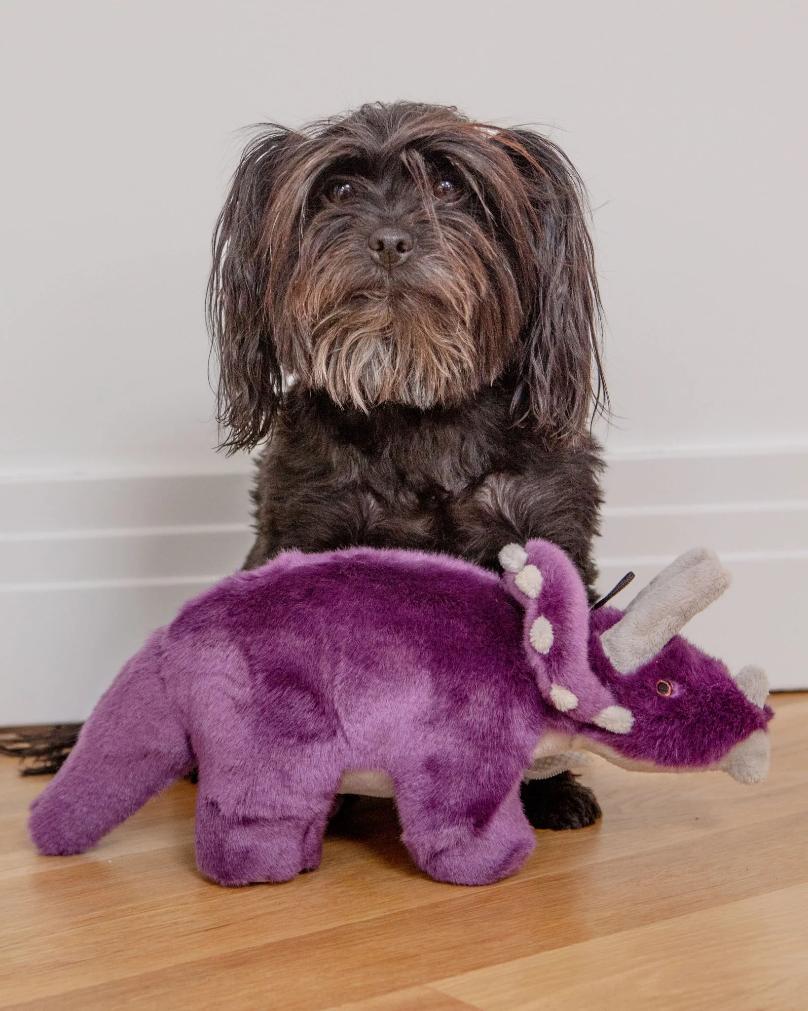 Charlie Triceratops Squeaky Plush Dog Toy - Image 3