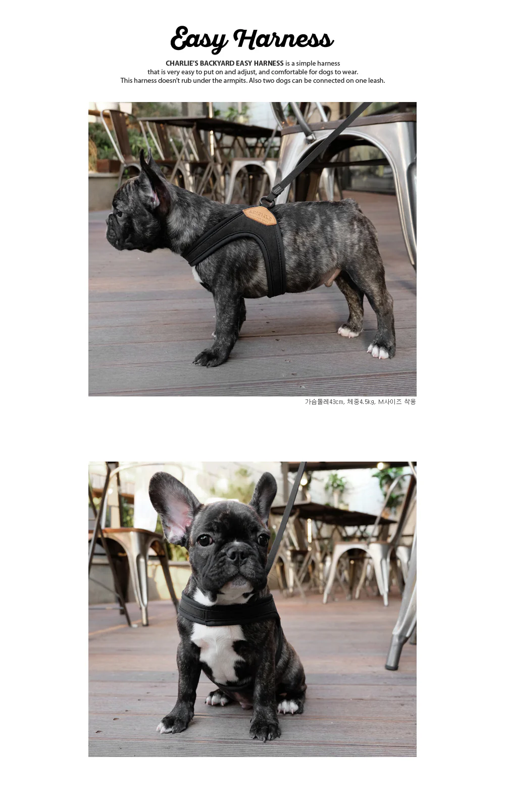Adjustable Easy Dog Harness in Black - Image 6