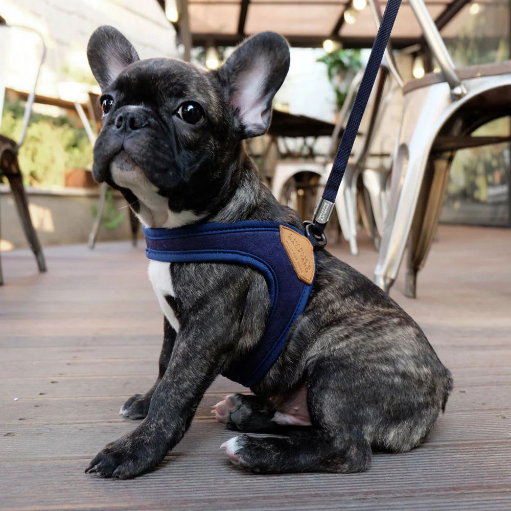 Adjustable Easy Dog Harness in Navy - Image 4