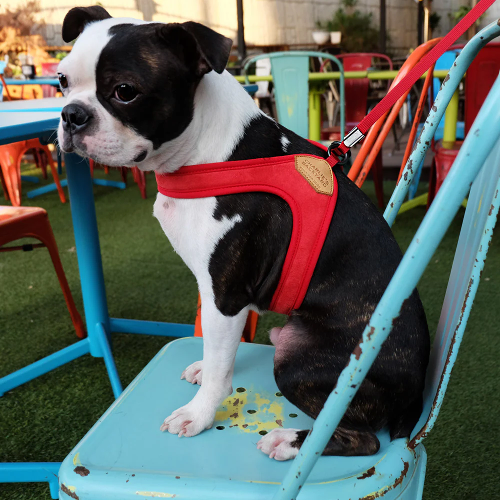 Adjustable Easy Dog Harness in Red - Image 5