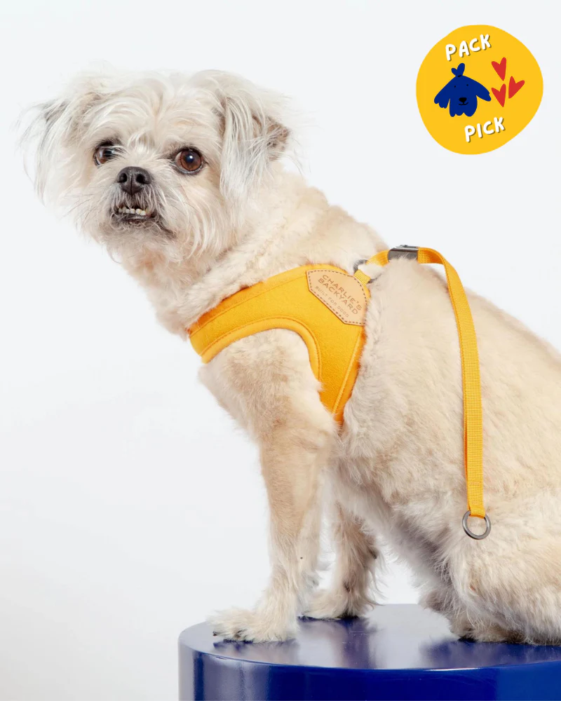 Adjustable Easy Dog Harness in Yellow (Dog & Co. X Charlie's Backyard Exclusive) - Image 2