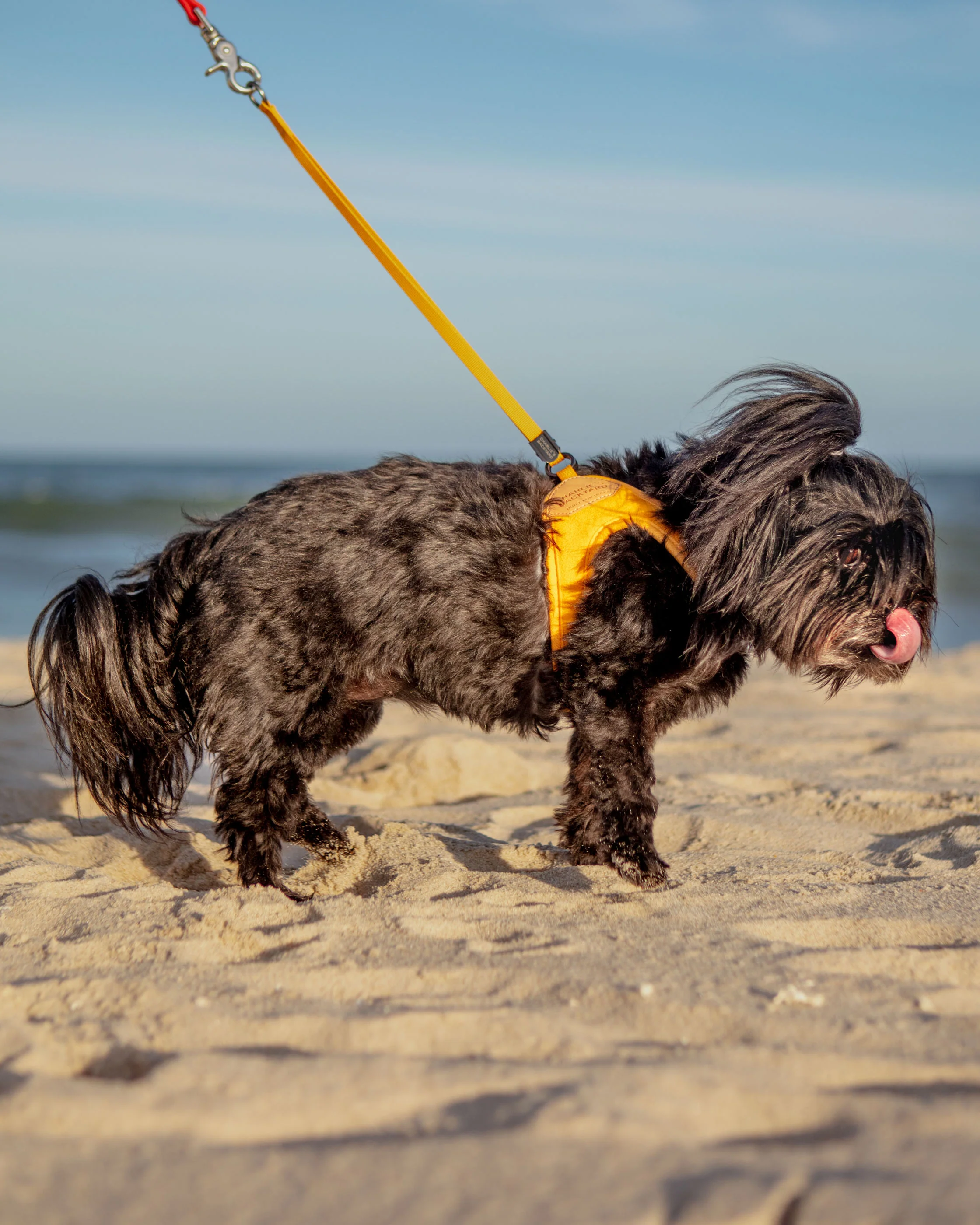 Adjustable Easy Dog Harness in Yellow (Dog & Co. X Charlie's Backyard Exclusive) - Image 4
