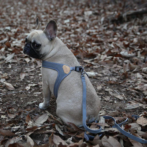 Buckle Up Easy Dog Harness in Gray - Image 5
