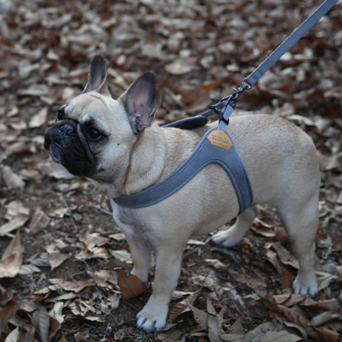 Buckle Up Easy Dog Harness in Gray - Image 6
