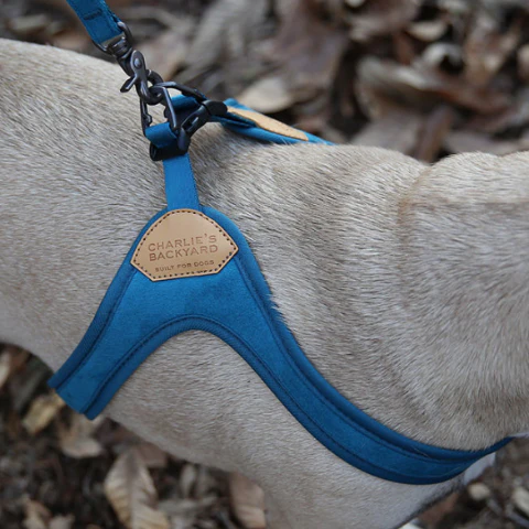 Buckle Up Easy Dog Harness in Teal - Image 4
