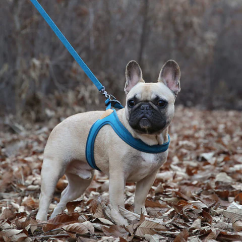 Buckle Up Easy Dog Harness in Teal - Image 6