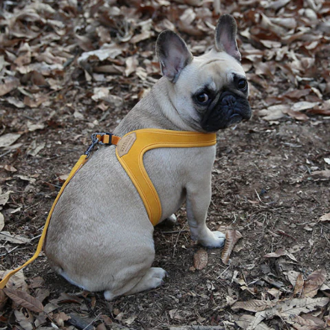 Buckle Up Easy Dog Harness in Yellow - Image 8
