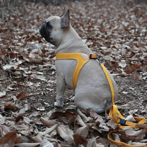 Buckle Up Easy Dog Harness in Yellow - Image 9