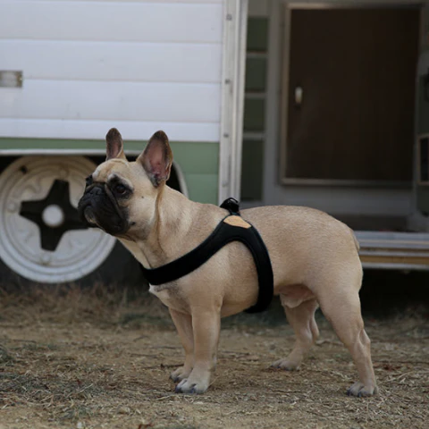 Buckle Up Easy Dog Harness in Black - Image 4