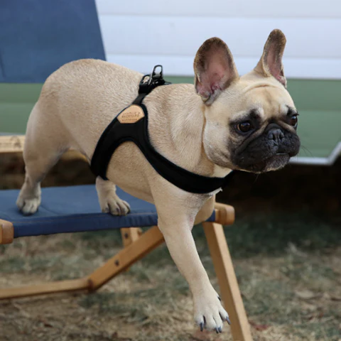 Buckle Up Easy Dog Harness in Black - Image 5