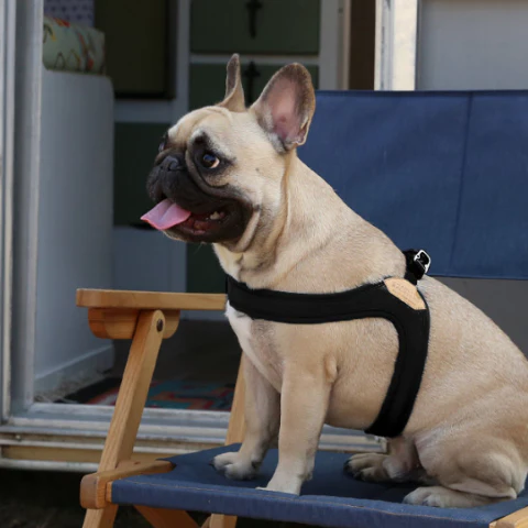 Buckle Up Easy Dog Harness in Black - Image 6