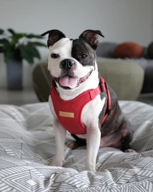 Comfort Dog Harness in Red - Image 4