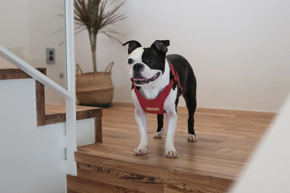 Comfort Dog Harness in Red - Image 8