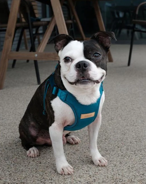Comfort Dog Harness in Teal - Image 4