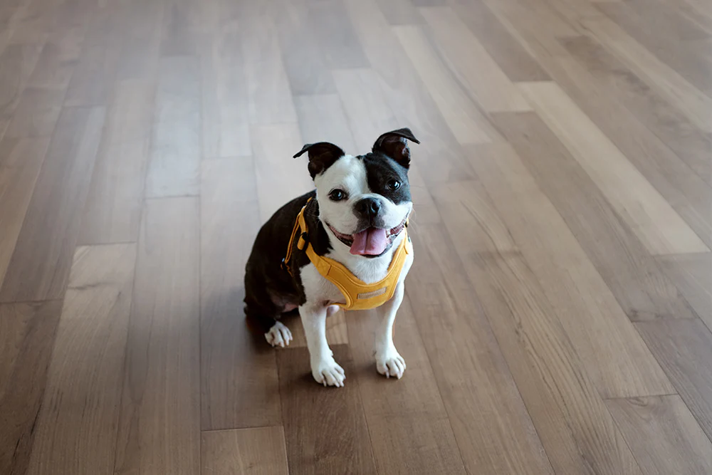 Comfort Dog Harness in Yellow - Image 10