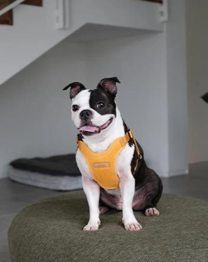 Comfort Dog Harness in Yellow - Image 2