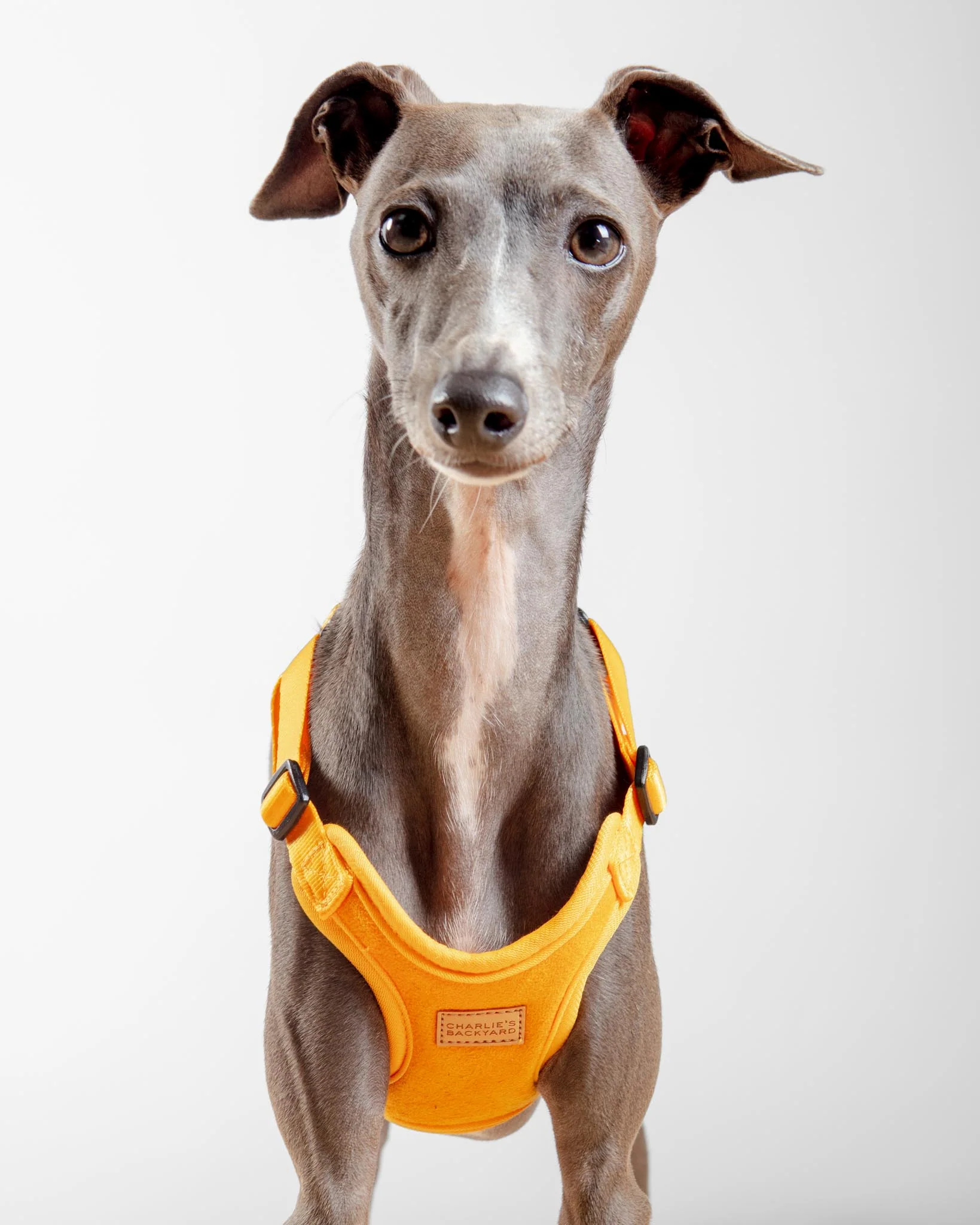 Comfort Dog Harness in Yellow - Image 3