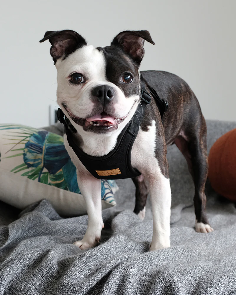 Comfort Dog Harness in Black - Image 3