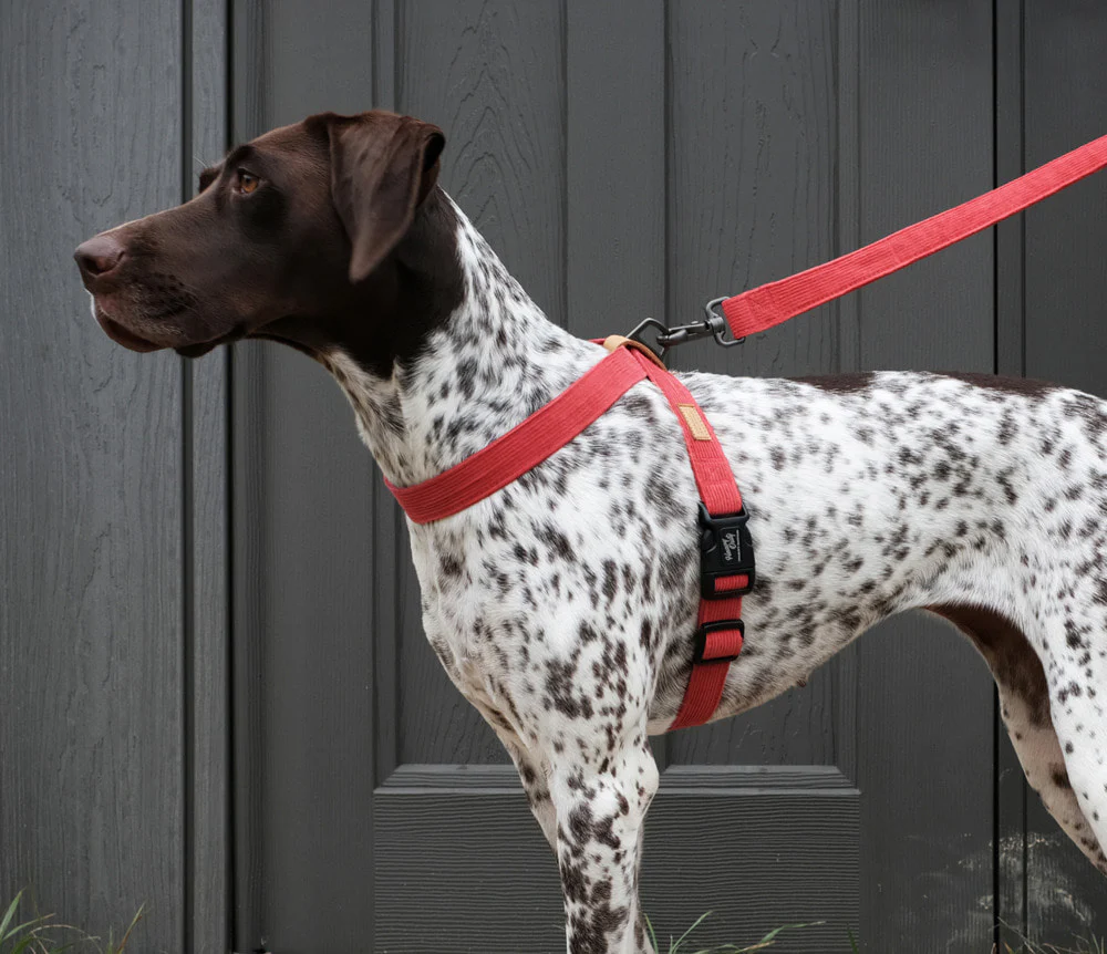 CHARLIE'S BACKYARD | Field Leash in Red - Image 7