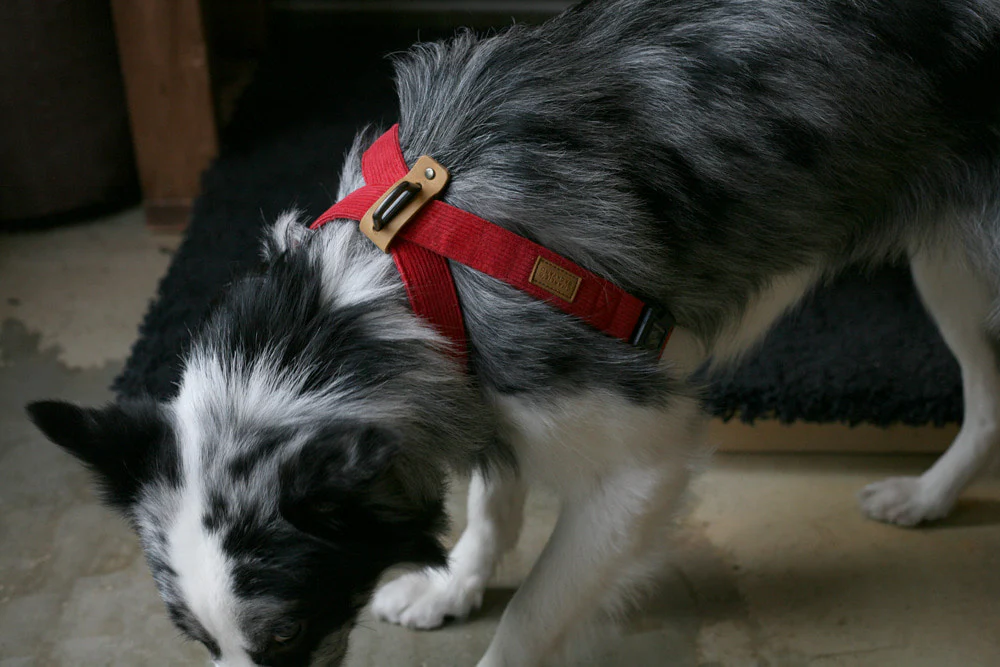 CHARLIE'S BACKYARD | Field X-Harness in Red - Image 3