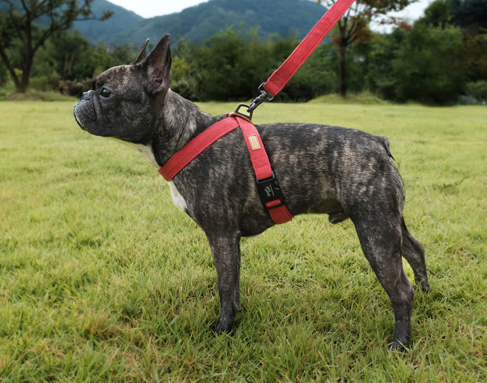CHARLIE'S BACKYARD | Field X-Harness in Red - Image 5