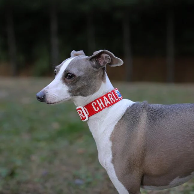 Trip Dog Collar in Red (CLEARANCE) - Image 3