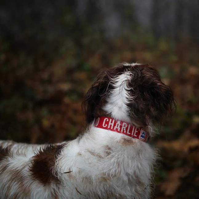 Trip Dog Collar in Red (CLEARANCE) - Image 4