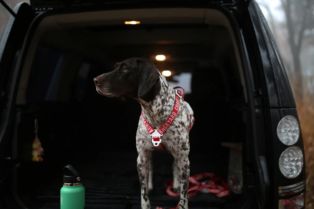 "Y" Shape Trip Harness for Dogs (FINAL SALE) - Image 11