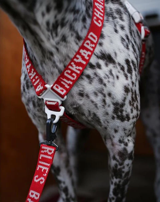 "Y" Shape Trip Harness for Dogs (FINAL SALE) - Image 2