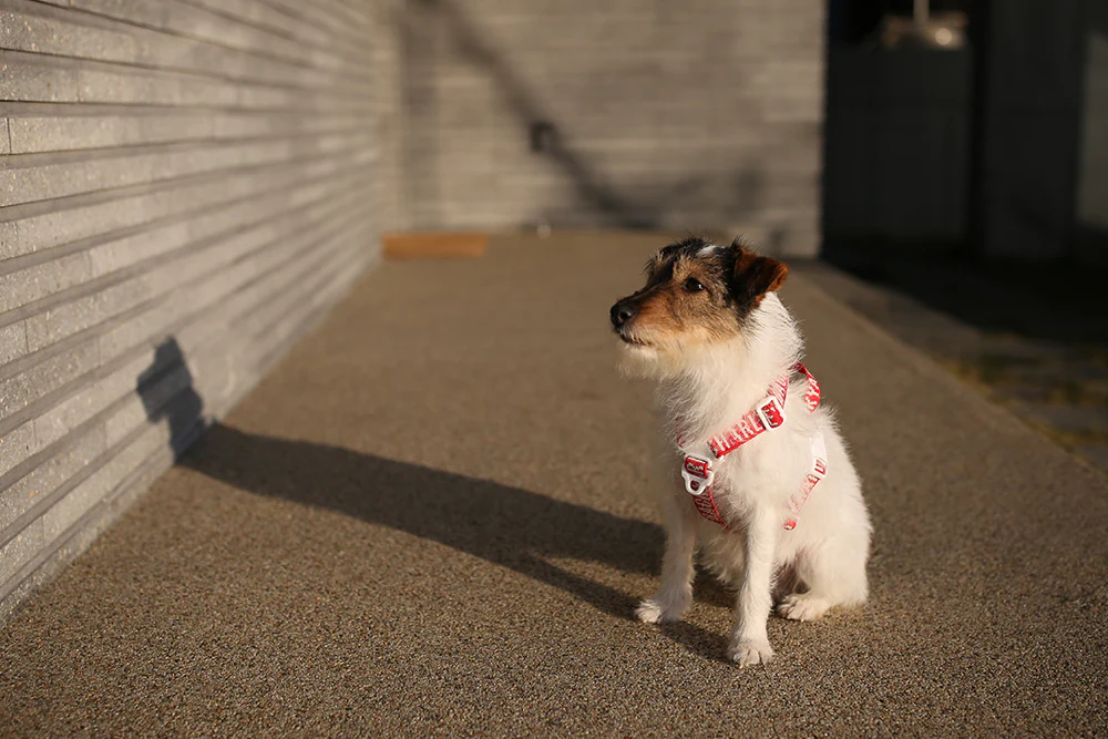 "Y" Shape Trip Harness for Dogs (FINAL SALE) - Image 4