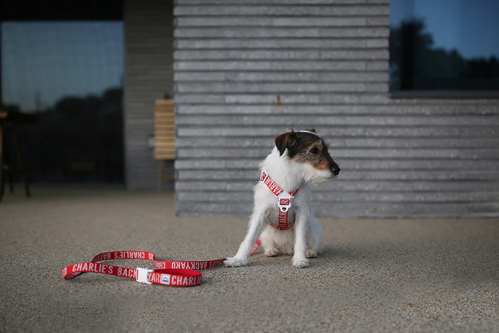 "Y" Shape Trip Harness for Dogs (FINAL SALE) - Image 5
